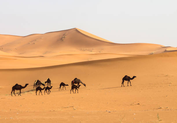 istock Camels in a wide desert. 994514036