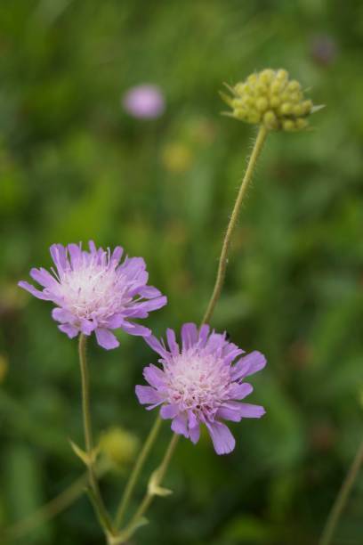 istock Wild flowers -  Purple  pincushions (Scabiosa ochroleuca) 994518336
