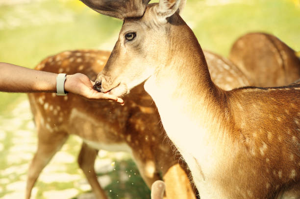 istock A white-tailed deer fawn standing in a meadow 994518786