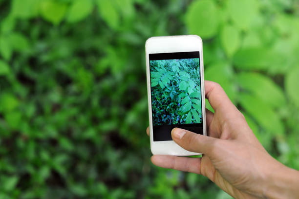 istock photo of leaves 994518798