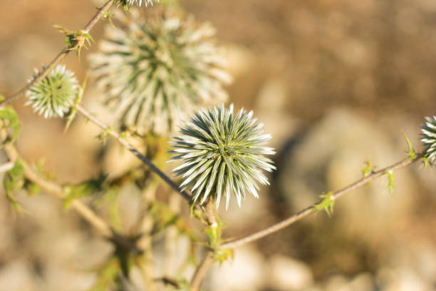 testa di fiore di campo blu - echinops - che cresce in una giornata di sole - echinops spaerocephalus foto e immagini stock