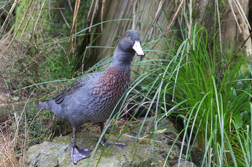 The blue duck (Hymenolaimus malacorhynchos) is a member of the duck, goose and swan family Anatidae endemic to New Zealand.