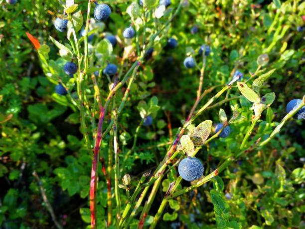 istock Blueberries ripe in swedish forest 994528386