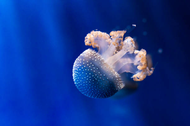 istock White spotted jellyfish underwater. Phyllorhiza punctata 994530832