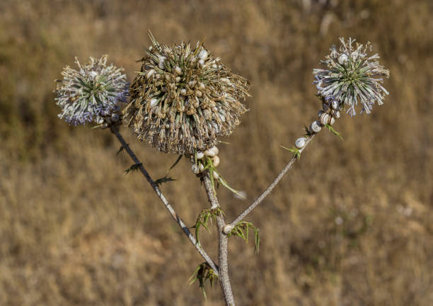 testa di fiore di campo blu - echinops - che cresce in una giornata di sole - echinops spaerocephalus foto e immagini stock