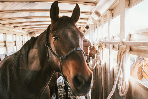 Horses in a horse trailer.
