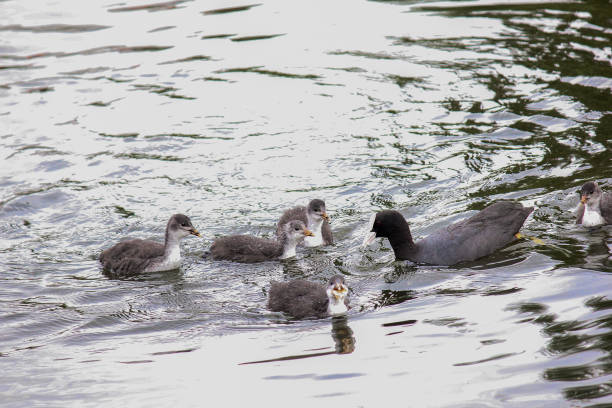 istock Family of wild ducks (baldness) 994543576
