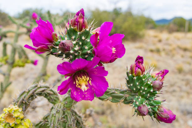 flores de cactus de cholla púrpura - cactus blooming southwest usa flower head fotografías e imágenes de stock