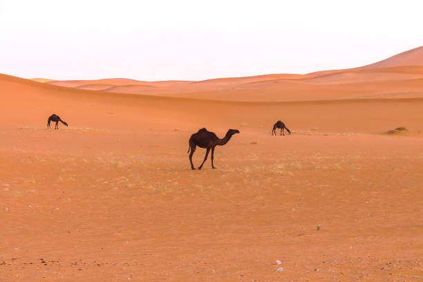 istock Camels in the desert. 994551924