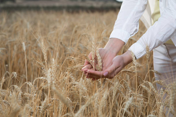 young woman hands touching spica of golden barley - wheat freedom abundance human hand imagens e fotografias de stock