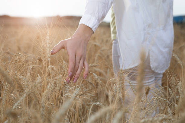 serene girl touching ears of wheat on field - wheat freedom abundance human hand imagens e fotografias de stock