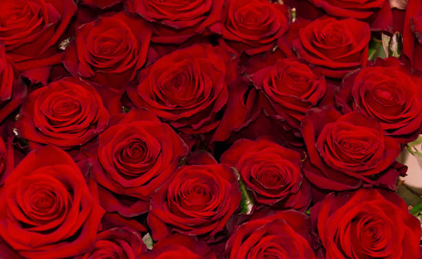 istock roses are red in a bouquet, close-up 994554182