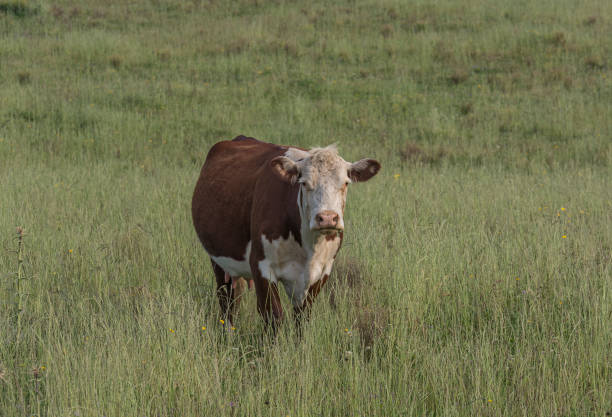 istock Norman cow on pasture, Uruguay 994576140