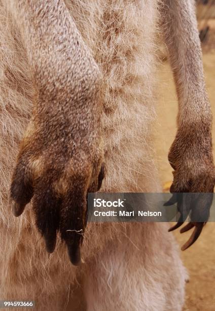 Kangaroo Paws Stock Photo - Download Image Now - Animal, Animal Body Part,  Animal Hair - iStock