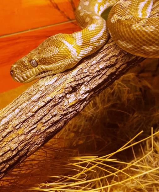 istock Close up of beautiful orange snake 994593694