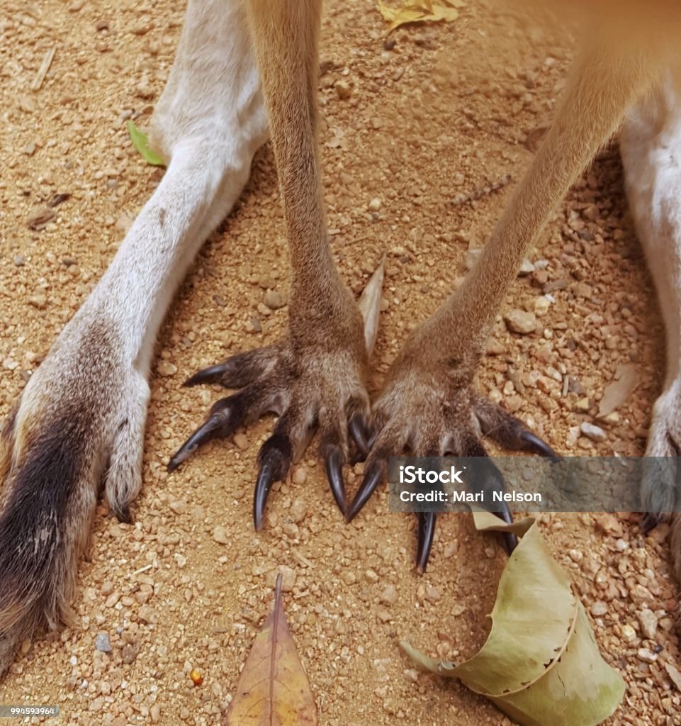 Kangaroo Paws Stock Photo - Download Image Now - Kangaroo, Animal, Close-up  - iStock