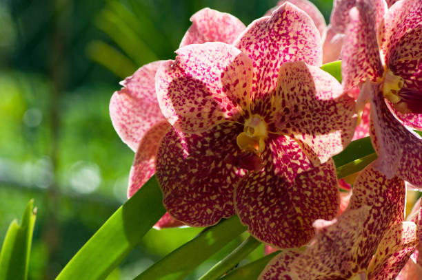 Barbados Orchids stock photo