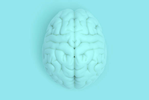 istock Human brain in top view isolated on blue pastel BG 994603420
