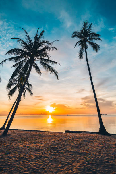 istock At sunset time on the tropical beach and sea with coconut palm tree 994614090
