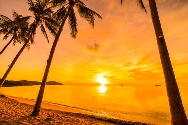 istock At sunset time on the tropical beach and sea with coconut palm tree 994615348