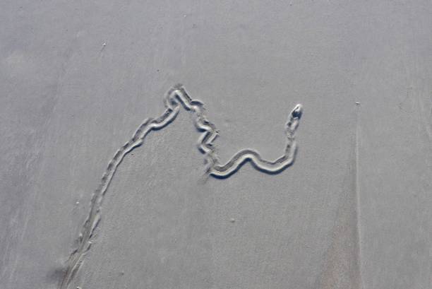 istock Snake Trail on the Sand 994618560