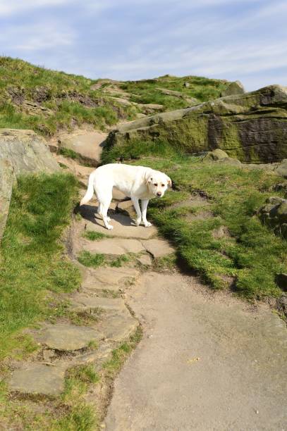 istock Hiking with a Labrador Retriever in the Peak District 994628564