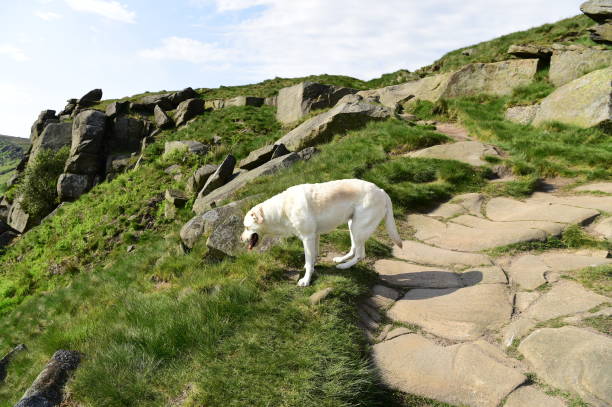 istock Hiking with a Labrador Retriever in the Peak District 994628566