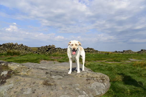 istock Hiking with a Labrador Retriever in the Peak District 994628576