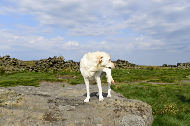 istock Hiking with a Labrador Retriever in the Peak District 994628592