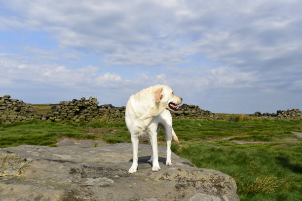 istock Hiking with a Labrador Retriever in the Peak District 994628594
