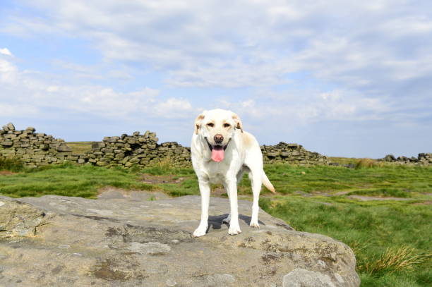 istock Hiking with a Labrador Retriever in the Peak District 994628598