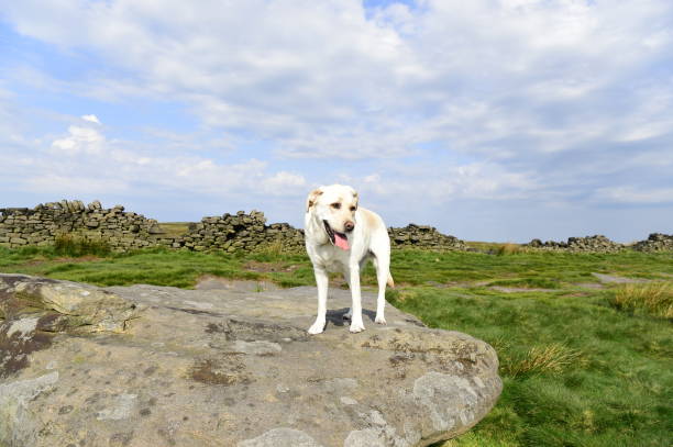 istock Hiking with a Labrador Retriever in the Peak District 994628606