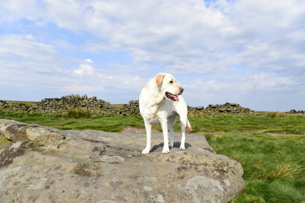 istock Hiking with a Labrador Retriever in the Peak District 994628610