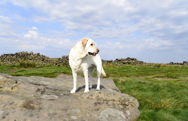 istock Hiking with a Labrador Retriever in the Peak District 994628618