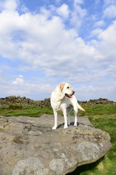 istock Hiking with a Labrador Retriever in the Peak District 994628632
