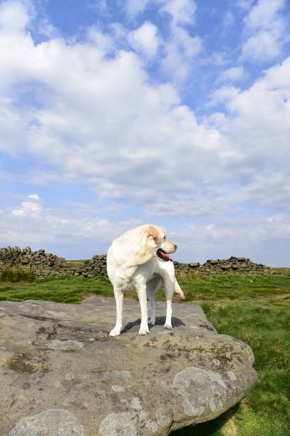 istock Hiking with a Labrador Retriever in the Peak District 994628636