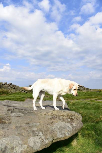 istock Hiking with a Labrador Retriever in the Peak District 994628638