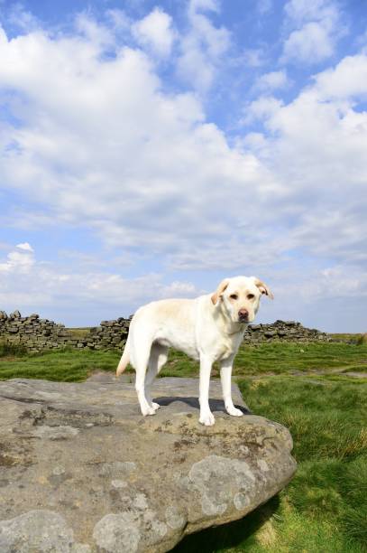 istock Hiking with a Labrador Retriever in the Peak District 994628648