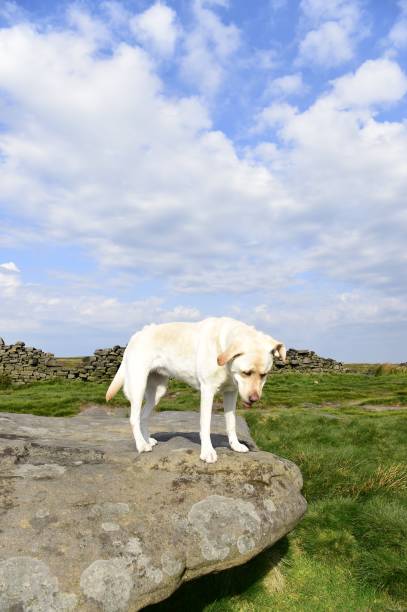 istock Hiking with a Labrador Retriever in the Peak District 994628652