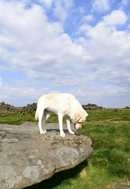 istock Hiking with a Labrador Retriever in the Peak District 994628658