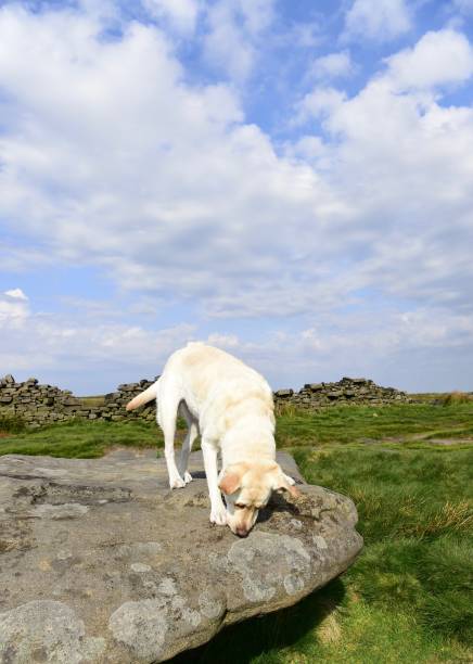 istock Hiking with a Labrador Retriever in the Peak District 994628662