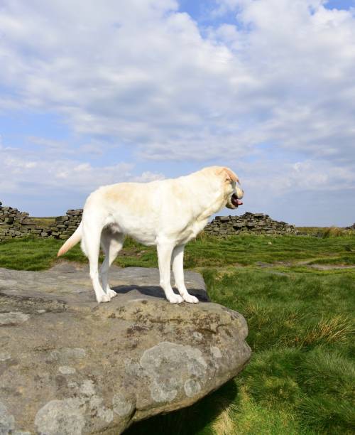 istock Hiking with a Labrador Retriever in the Peak District 994628668