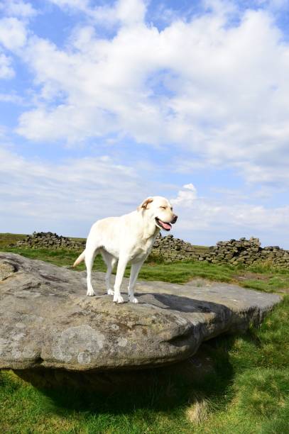 istock Hiking with a Labrador Retriever in the Peak District 994628682