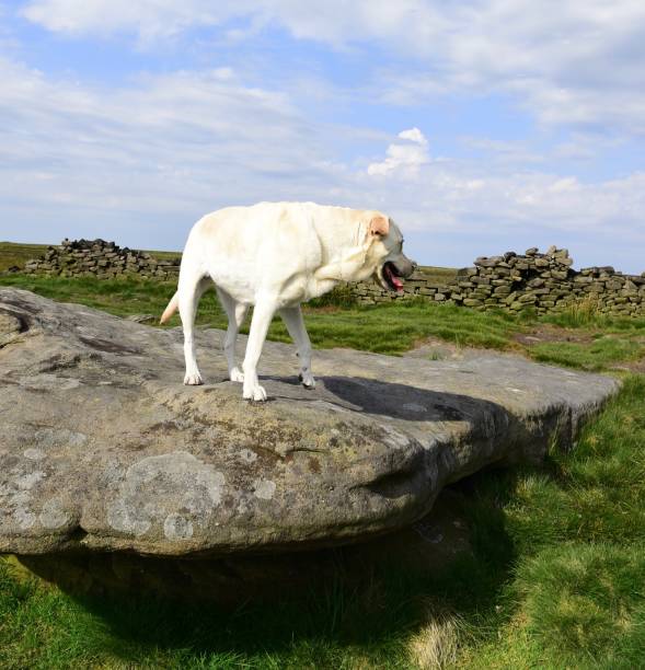 istock Hiking with a Labrador Retriever in the Peak District 994628684