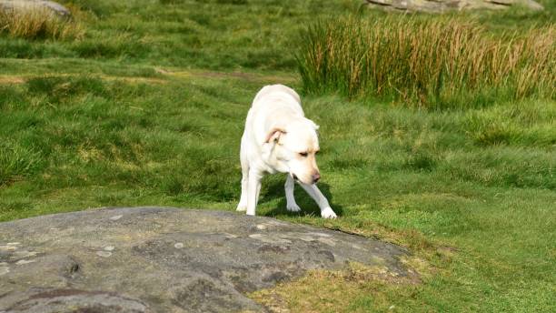istock Hiking with a Labrador Retriever in the Peak District 994628690