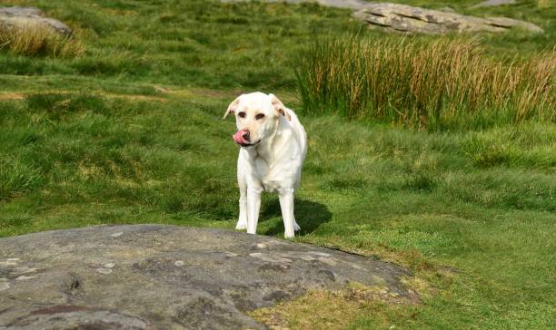 istock Hiking with a Labrador Retriever in the Peak District 994628692
