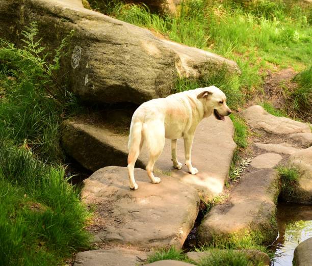 istock Hiking with a Labrador Retriever in the Peak District 994628722