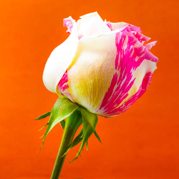 istock Rose bud with pink-white petals 994631188