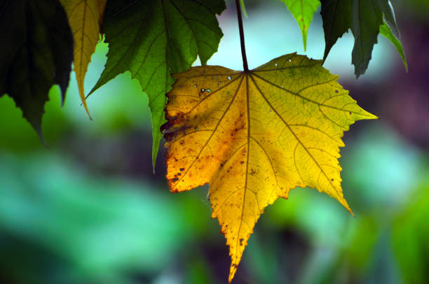 istock Beauty in nature 994631560