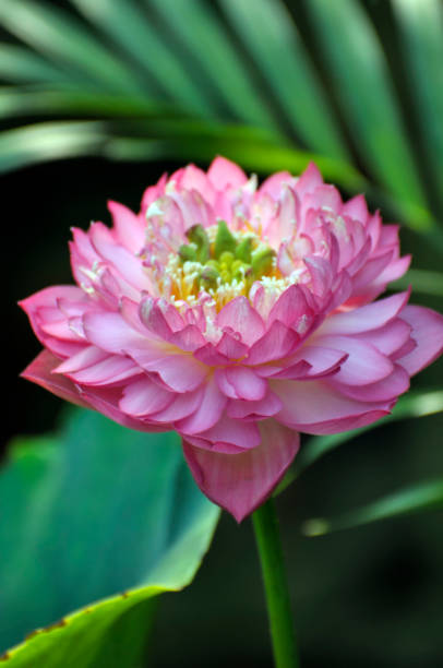 istock Beauty in nature 994631590
